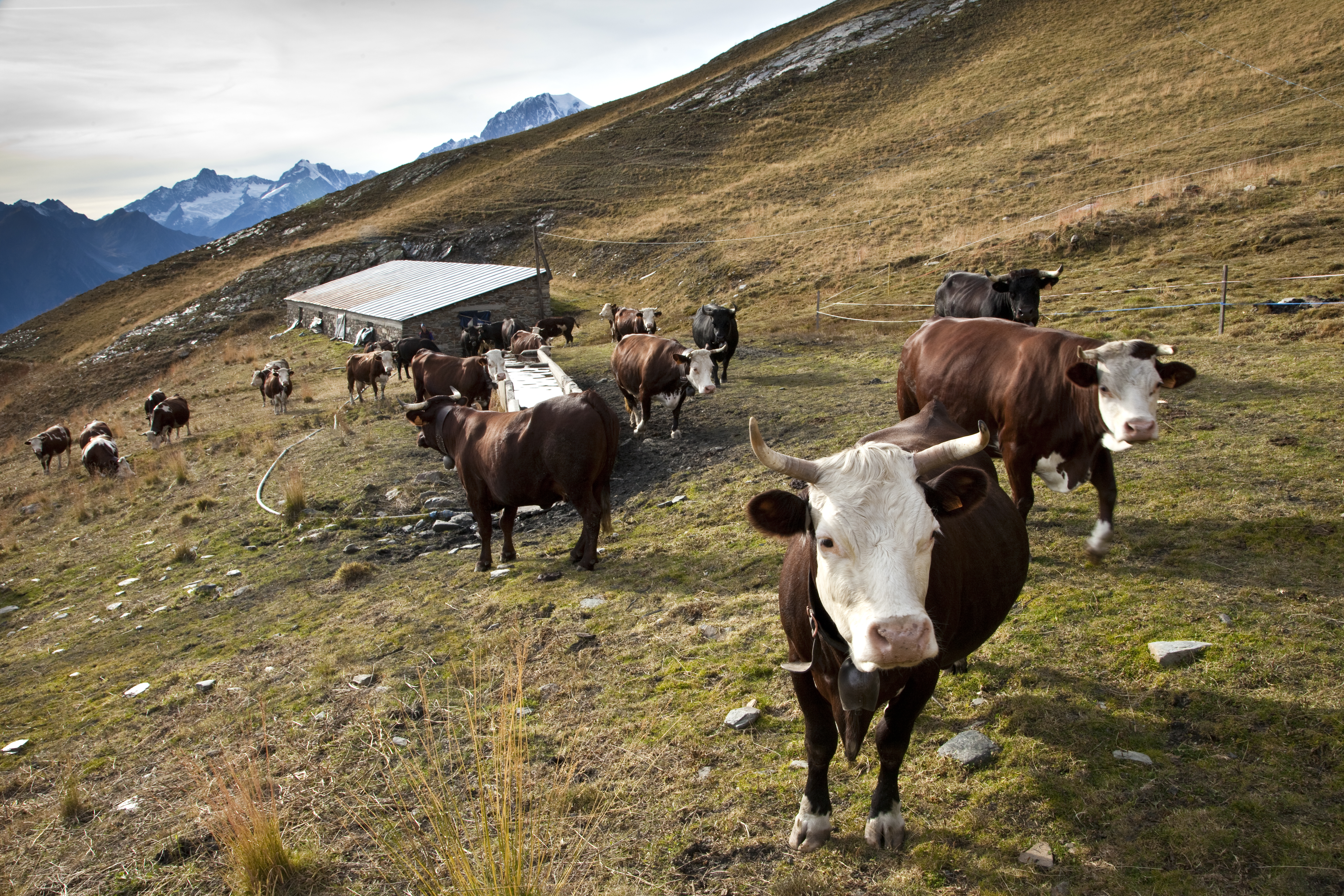 Kühe auf Alpweide, nachhaltige Tierhaltung